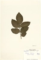 藏品(黃皮(黃柑))的圖片